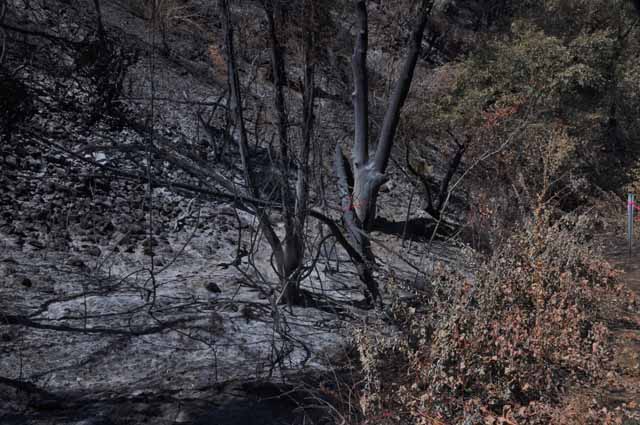 Yosemite fire Aug 2011